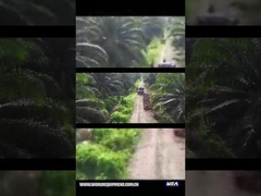 WEA18 야자유 견인차