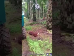 그래플과 22HP 인도네시아 야자유 견인차 작은 농업용 트랙터